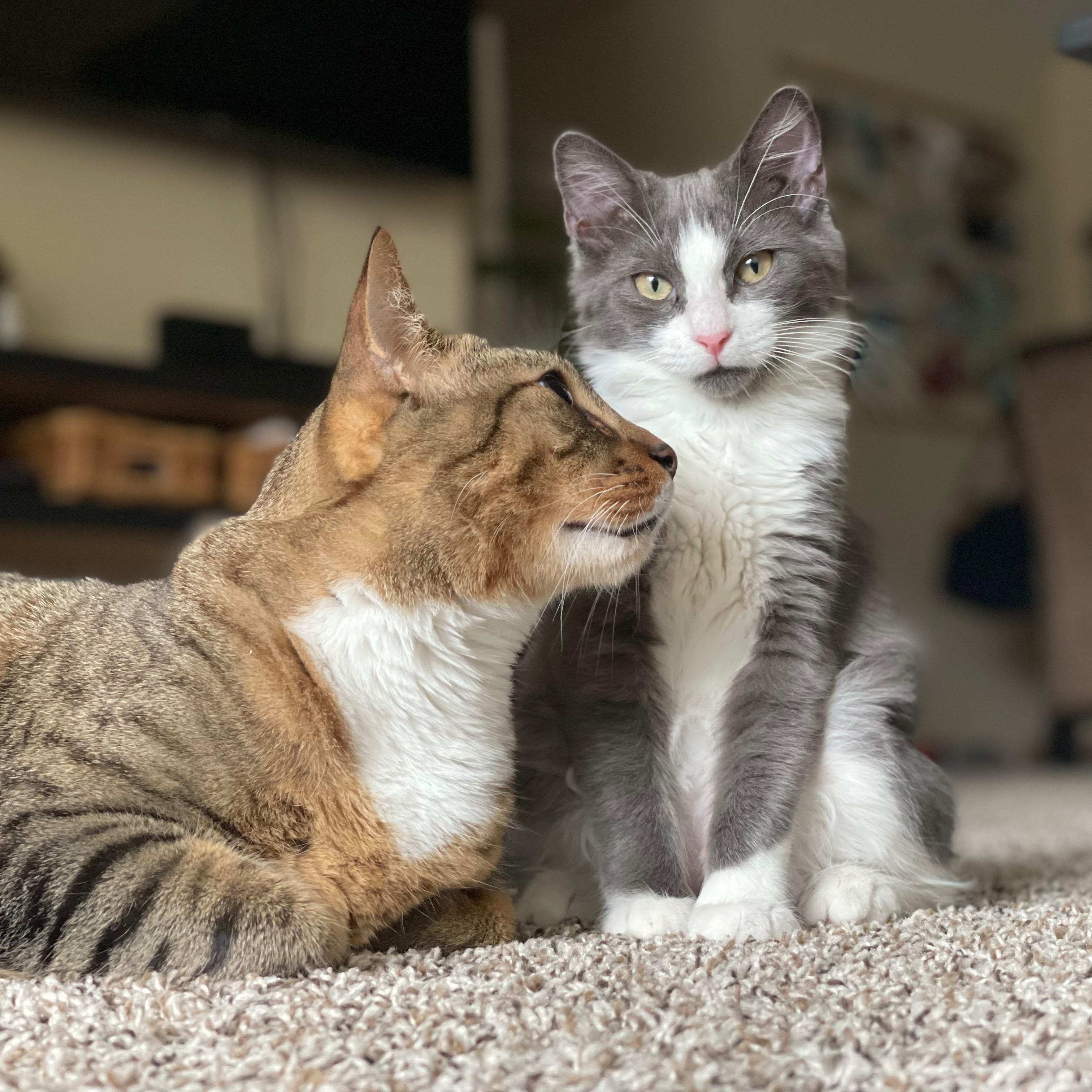 In June 2021, We Adopted Our Fluffy Girl, Rosie