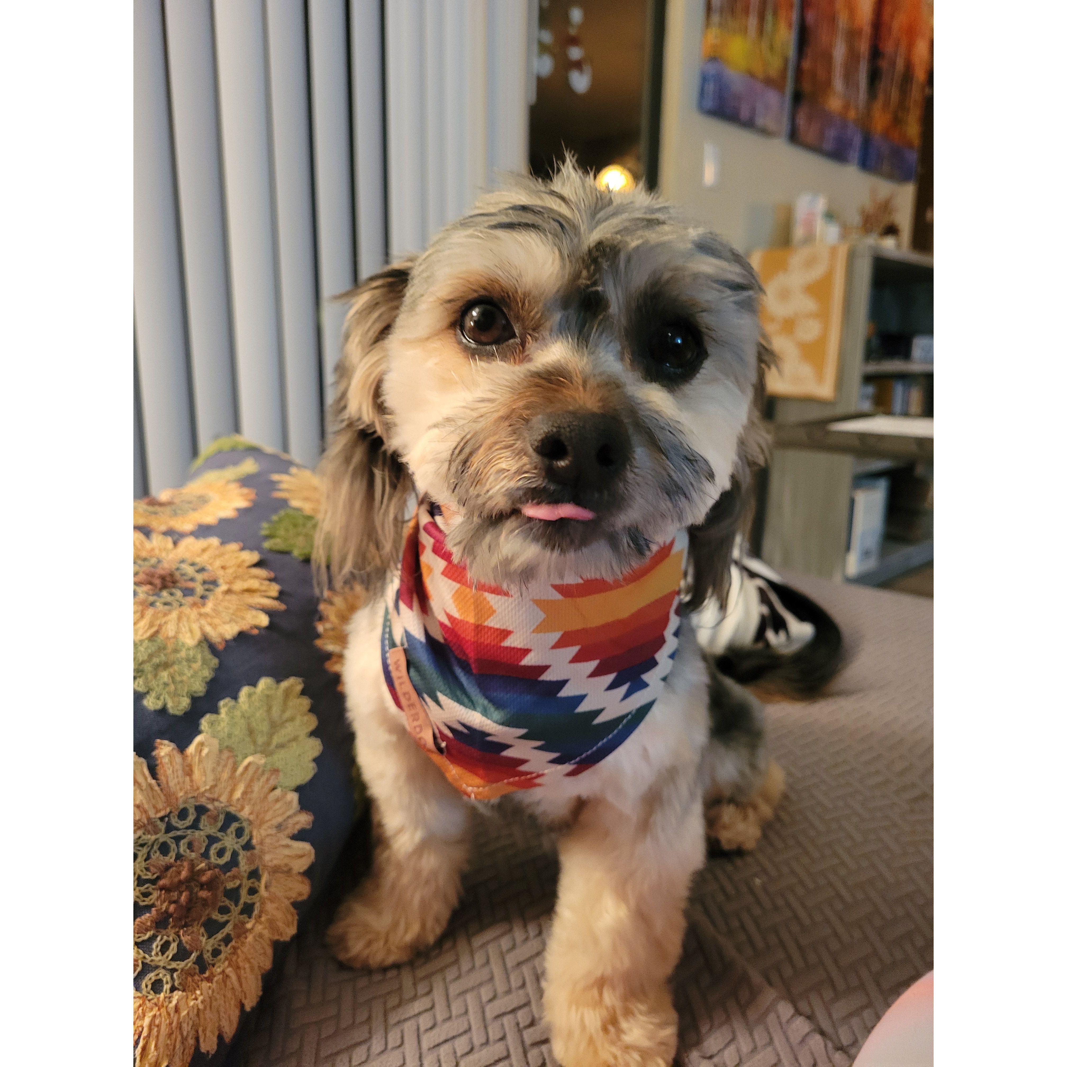 Our first groom. There are those cute eyes!