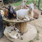 Arrowhead Bike Farm and Campground