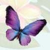 Butterfly Biosphere