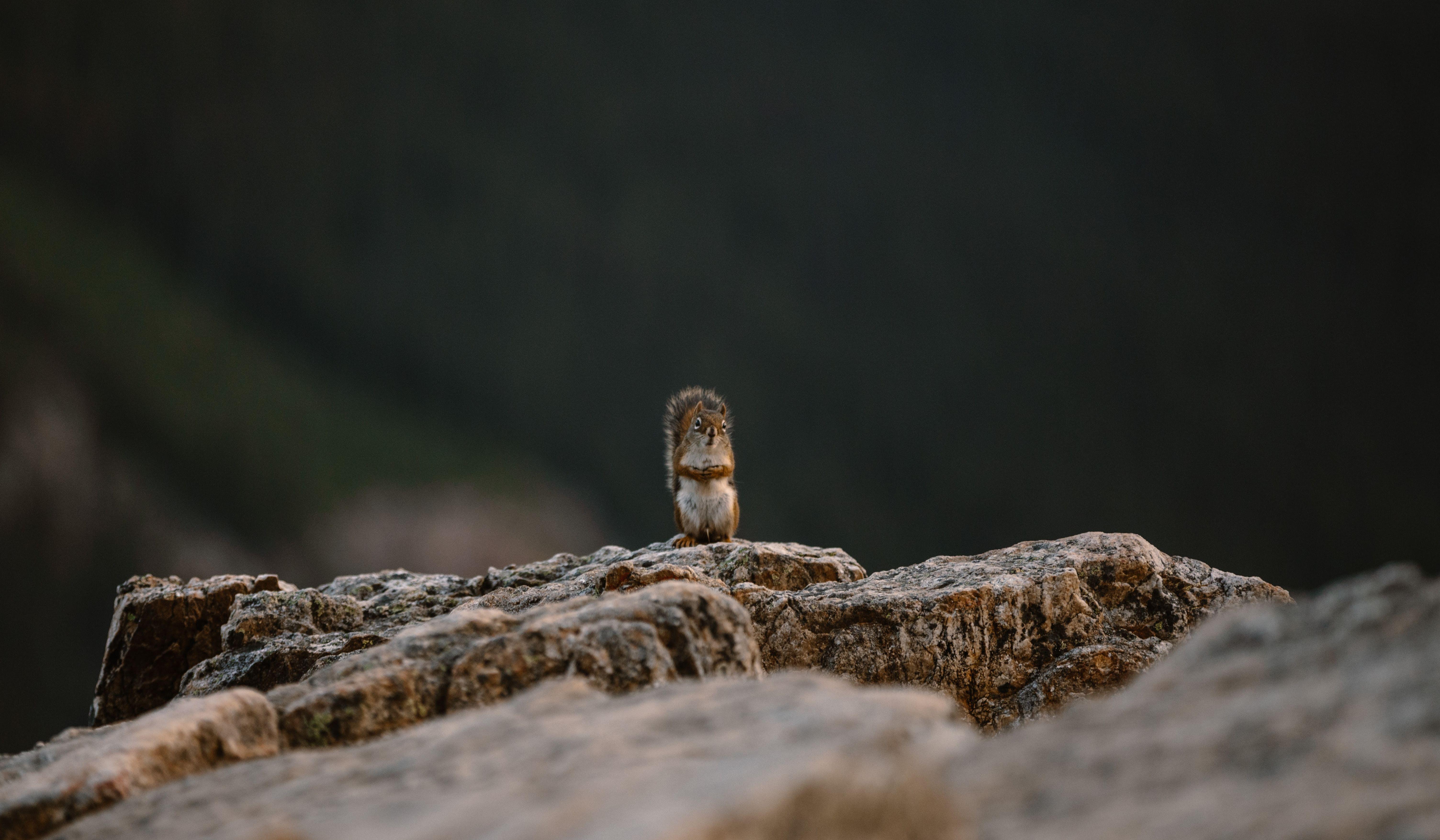 Footer image