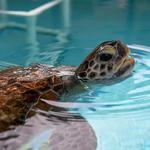 Loggerhead Marinelife Center