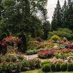 International Rose Test Garden