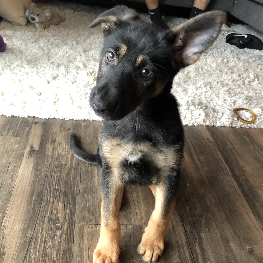 Our puppy, Ruth at 12 weeks. Her ears were stuck like this for about a month because one grew quicker than the other. It was quite cute, although she did look constantly confused.