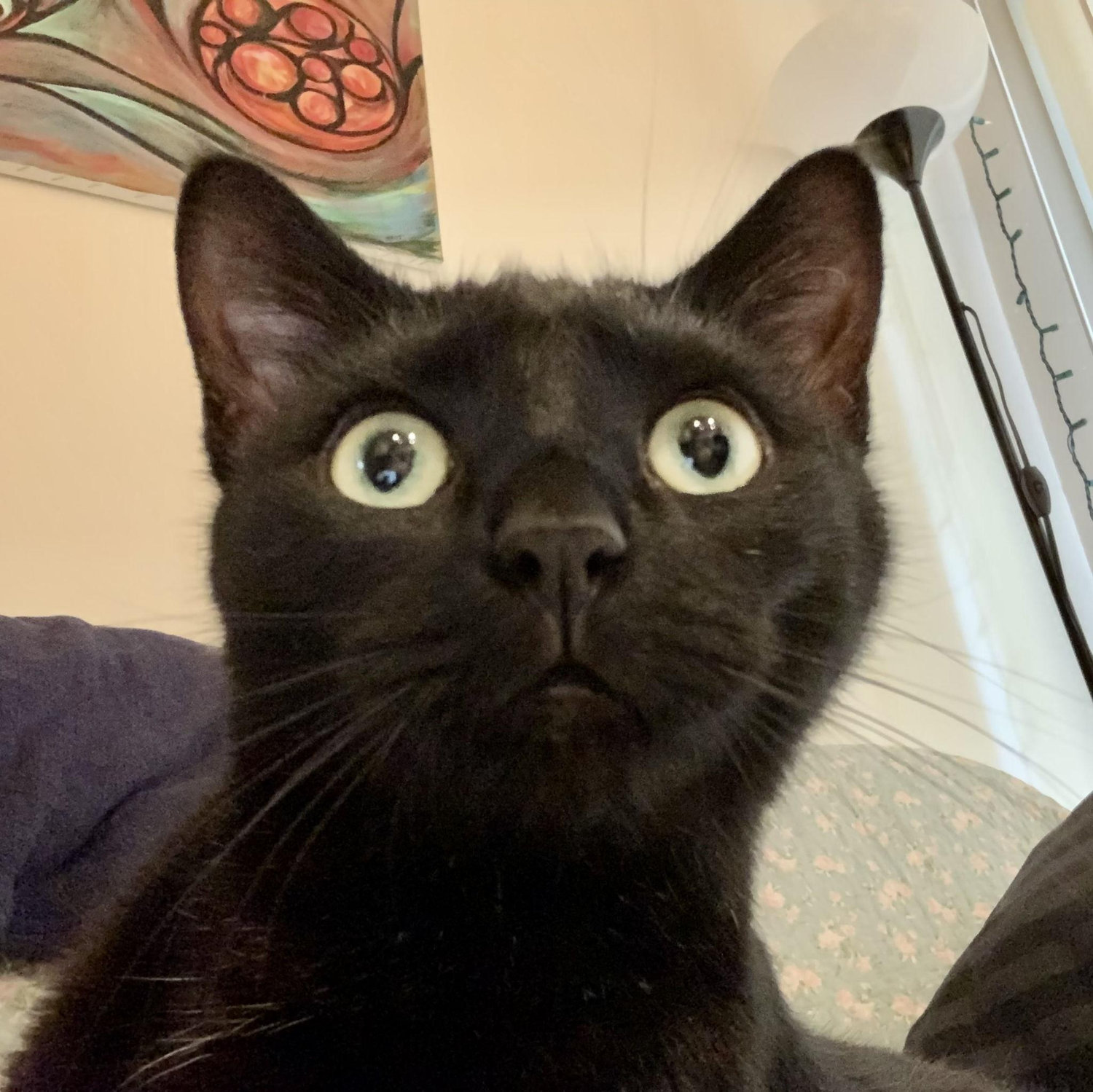 my face when someone says mom and dad are getting married