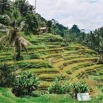 Tegallalang Rice Terrace