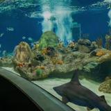 OdySea Aquarium