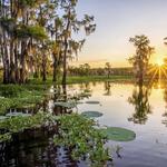 Atchafalaya Basin Landing Airboat Swamp Tours