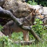 Miller Park Zoo