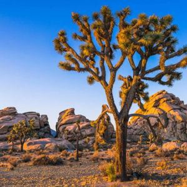 Joshua Tree & Palm Springs Honeymoon Fund