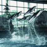 Shedd Aquarium