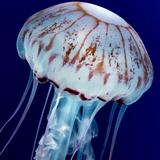 Monterey Bay Aquarium
