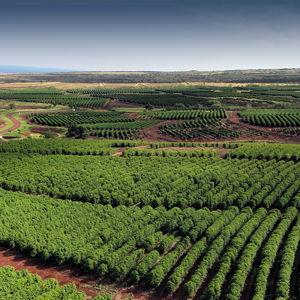 African Coffee Farming Excursion