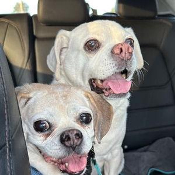 Donation to Animal Welfare League of Alexandria