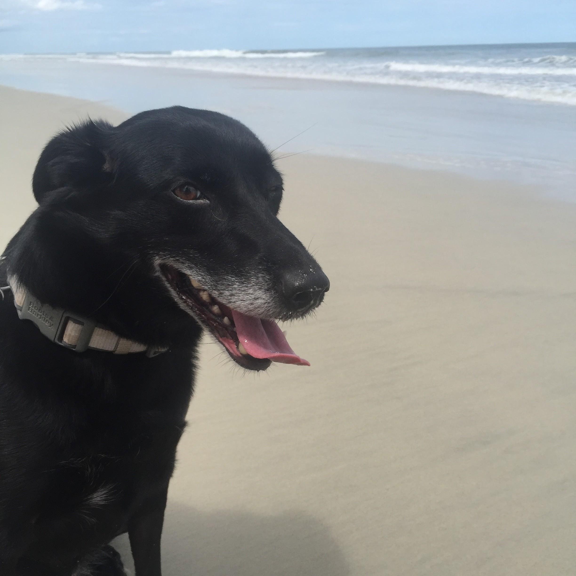 Lola at Sullivan's Island, SC