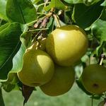 Lyman Orchards