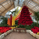 Holiday Blooms at the Franklin Park Conservatory and Botanical Gardens