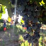 Oak Creek Vineyards & Winery