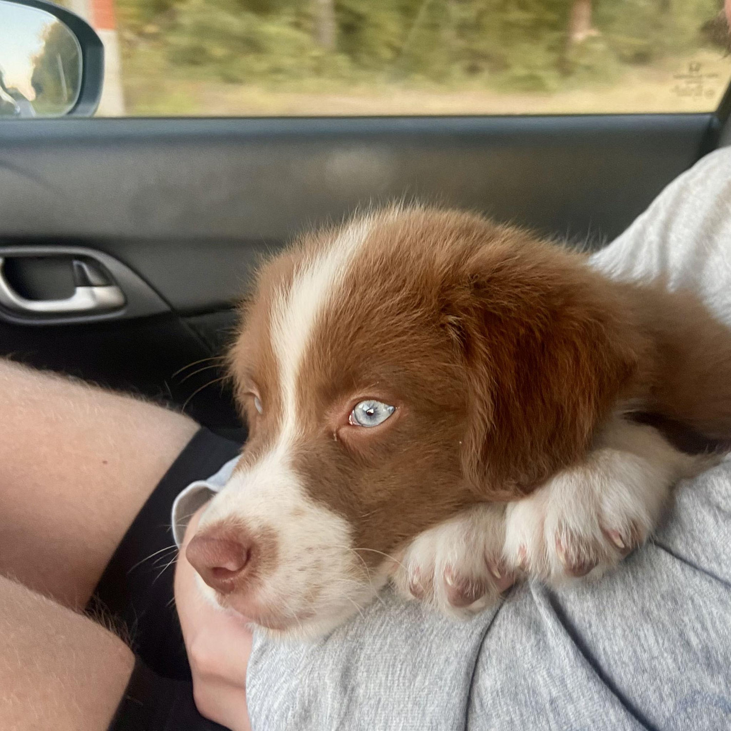Taking our boy home!! Late 2023