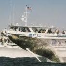 Newburyport Whale Watch