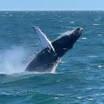 Cape May Whale Watcher