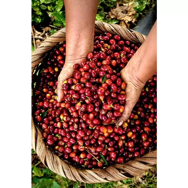 Aquiares Coffee farm tour
