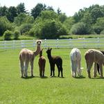Luina Greine Farm
