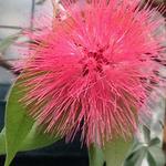 Wellesley College Botanic Gardens