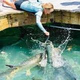 Hand Feed Tarpon at Robbie's of Islamorada