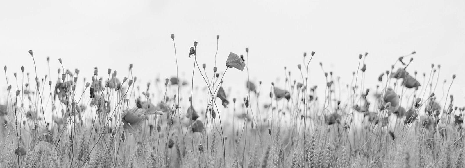 The Wedding Website of Emma Lee and Evan Timothy