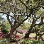 Airlie Gardens