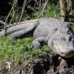 Armand Bayou Nature Center