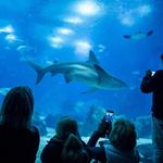 Oceanário de Lisboa
