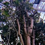 Phipps Conservatory and Botanical Gardens