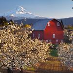 Fruit Loop Trail - a map of all the U-picks, breweries, fruit stands etc in Hood River