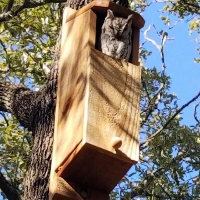 KingWood Original Cedar Owl Box, Screech Owl House For Outside Nesting & Pest Control, Handmade Presents For Him, Bird Mom Gift Idea