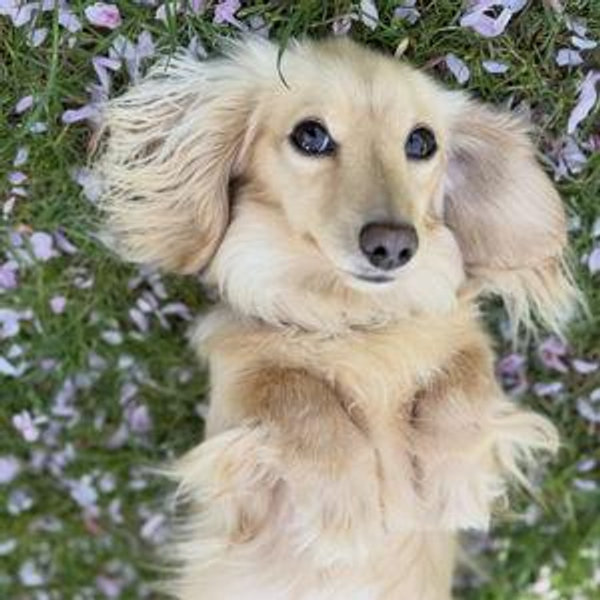 Future Dog Fund