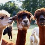 Apple Hill Farm: Reservations Required