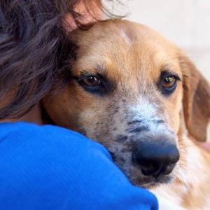 Baja Dog Rescue Donation