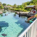 Turtle Farm Cayman Islands
