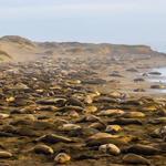 Elephant Seal Vista Point (Northern Seal Rookery)