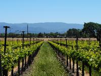 Santa Ynez Valley