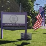 Lavender By the Bay