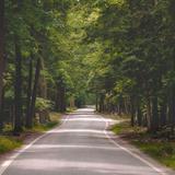 Tunnel of Trees