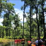 Jean Lafitte Swamp Tour