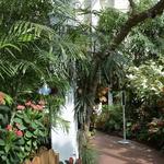 The Key West Butterfly and Nature Conservatory