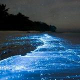 Laguna Grande, Fajardo- Bioluminescent bay