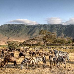Our Honeymoon Safari Fund