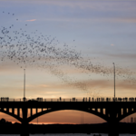 Congress Avenue Bridge