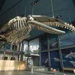 New Bedford Whaling Museum
